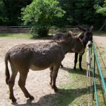 Spass Tattoos im Tierpark3